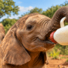 Baby elephant Bungalu drinking milk from a bottle at a wildlife rescue centre in Kenya, with another young elephant in the background.