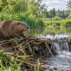 Eurasian beaver sitting on a dam in a wetland, illustrating how beavers are helping reduce flooding in west London.