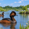 Black-necked grebe swimming on a restored wetland at Woolston Eyes in Cheshire.