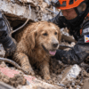 Golden Retriever being rescued from rubble after a landslide