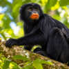 Newly discovered likweli monkey, Colobus congoensis, with distinctive orange lips in the forests of the Democratic Republic of the Congo.