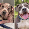 AI-generated before-and-after illustration of a rescued dog, showing his transformation from severely neglected and injured to healthy, happy and thriving after receiving love and care.