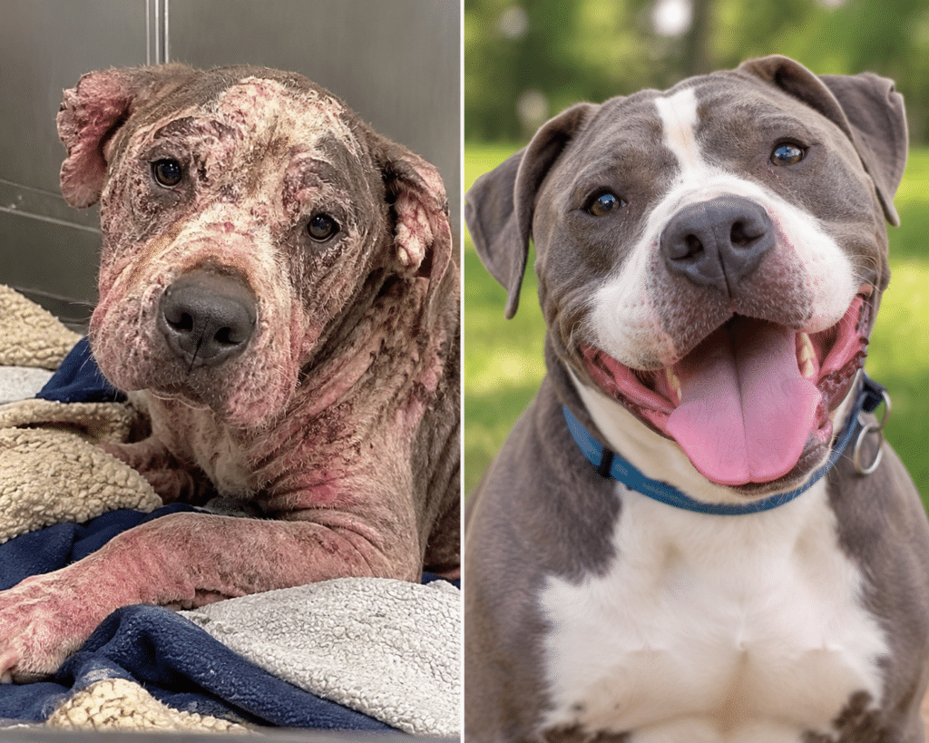 AI-generated before-and-after illustration of a rescued dog, showing his transformation from severely neglected and injured to healthy, happy and thriving after receiving love and care.