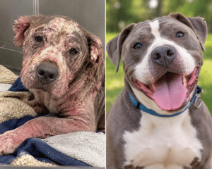 AI-generated before-and-after illustration of a rescued dog, showing his transformation from severely neglected and injured to healthy, happy and thriving after receiving love and care.