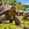 Aldabra giant tortoises roaming through lush tropical vegetation beside the turquoise waters of a remote Indian Ocean island.