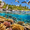 Seabirds gather on a tropical island above a vibrant coral reef teeming with colourful fish, illustrating how bird droppings help restore marine ecosystems at Palmyra Atoll.
