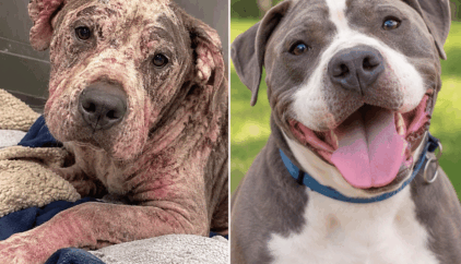 AI-generated before-and-after illustration of a rescued dog, showing his transformation from severely neglected and injured to healthy, happy and thriving after receiving love and care.
